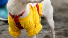 corri la vita 2013, francesco mauro, toc toc firenze