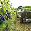 vendemmia, toc toc firenze, valentina borgioli