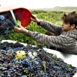 vendemmia, toc toc firenze, valentina borgioli