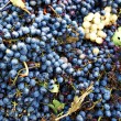 vendemmia, toc toc firenze, valentina borgioli