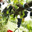 vendemmia, toc toc firenze, valentina borgioli