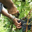 vendemmia, toc toc firenze, valentina borgioli
