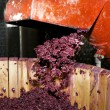vendemmia, toc toc firenze, valentina borgioli