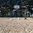 campi da basket, toc toc firenze