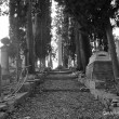 Il Cimitero degli Inglesi, Toc toc firenze, alessio giuntini