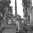 Il Cimitero degli Inglesi, Toc toc firenze, alessio giuntini
