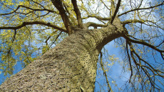 Treedom, toc toc firenze