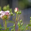 Varietà e bellezza al giardino delle Rose, Toc Toc Firenze