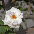 Varietà e bellezza al giardino delle Rose, Toc Toc Firenze