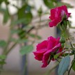 Varietà e bellezza al giardino delle Rose, Toc Toc Firenze