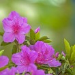 Varietà e bellezza al giardino delle Rose, Toc Toc Firenze