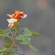 Varietà e bellezza al giardino delle Rose, Toc Toc Firenze