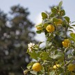 Varietà e bellezza al giardino delle Rose, Toc Toc Firenze