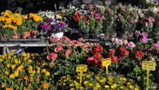 Sant'Ambrogio, Toc Toc Firenze