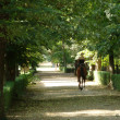 cascine di firenze, toctoc