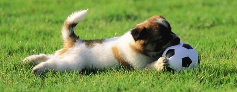 aree per cani, toctoc