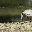 Parco, Toc Toc Firenze