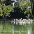 Parco, Toc Toc Firenze
