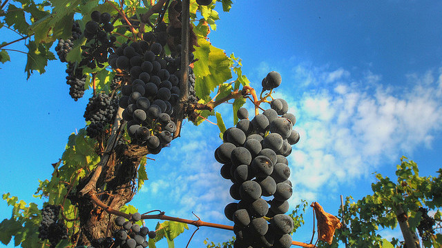 Chianti, Toc Toc Firenze