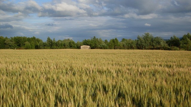 800px-Campo_di_paglia_a_Signa